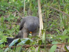 Rupornis magnirostris