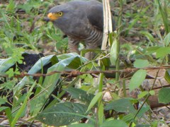 Rupornis magnirostris