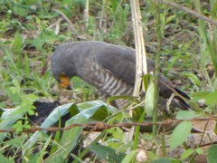 Rupornis magnirostris