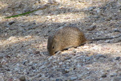 Sigmodon arizonae