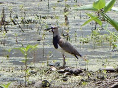 Vanellus chilensis