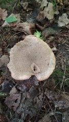 Clitocybe