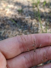 Agrostis scabra