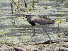 Vanellus chilensis