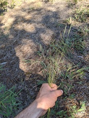 Agrostis scabra