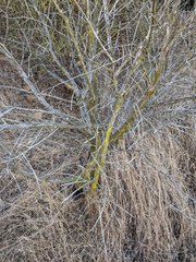 Chrysothrix granulosa