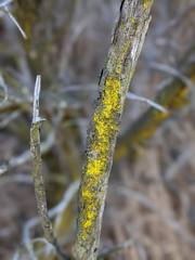 Chrysothrix granulosa