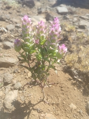 Orthocarpus cuspidatus