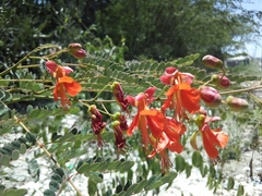 Caesalpinia