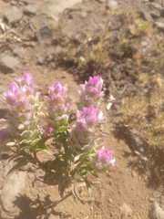 Orthocarpus cuspidatus