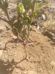 Orthocarpus cuspidatus