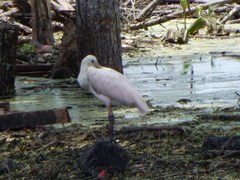 Platalea ajaja