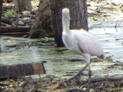 Platalea ajaja