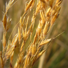 Sorghastrum