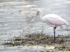 Platalea ajaja