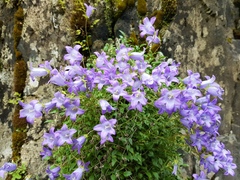 Campanula petrophila