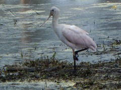 Platalea ajaja