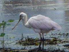 Platalea ajaja