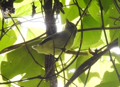 Vireonidae