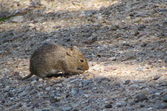 Sigmodon arizonae