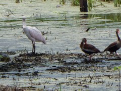 Platalea ajaja