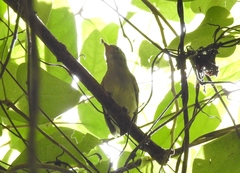 Vireonidae