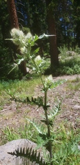 Cirsium eatonii