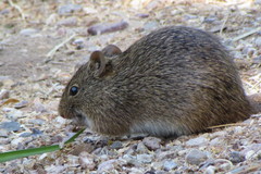 Sigmodon arizonae