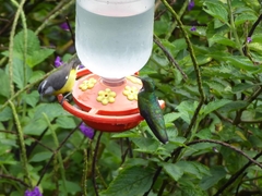 Coereba flaveola