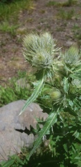 Cirsium eatonii