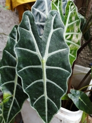 Alocasia amazonica