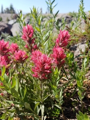 Castilleja parviflora