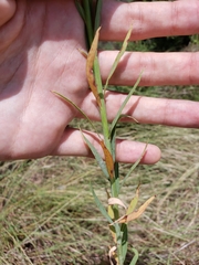 Oenothera glaucifolia