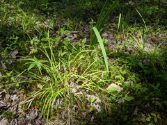 Carex debilis rudgei