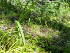 Carex debilis rudgei