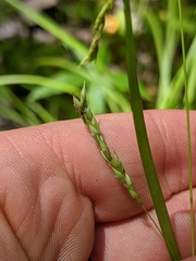 Carex debilis rudgei