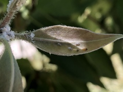 Ctenarytaina longicauda