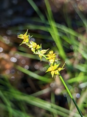 Stellulatae