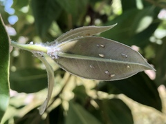 Ctenarytaina longicauda