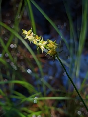 Stellulatae