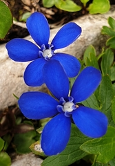 Gentiana bavarica