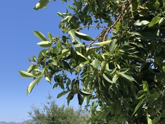 Ctenarytaina longicauda