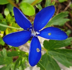 Gentiana bavarica