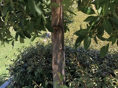 Ctenarytaina longicauda