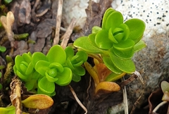 Gentiana bavarica