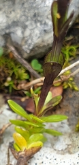 Gentiana bavarica
