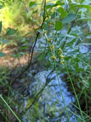 Stellulatae