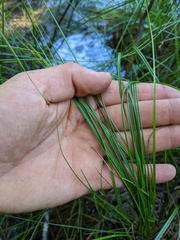 Stellulatae