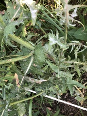 Golovinomyces sonchicola