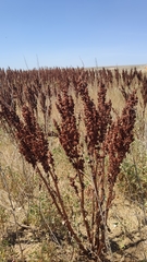 Rumex patientia orientalis